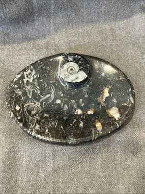 Moroccan Stone Bowl Orthoceras & Goniatite Fossils